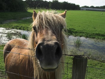 pony looking over fence