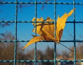autumn leaf stuck on crimped fence