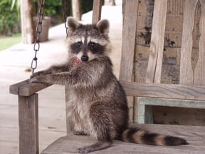 raccoon on porch swing