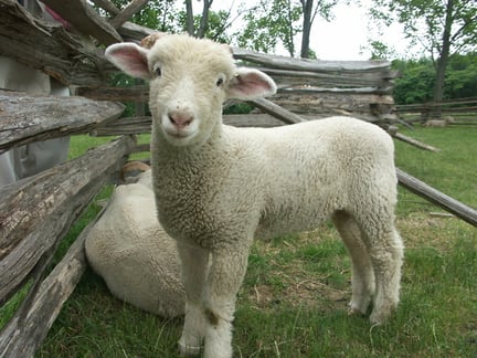 lamb behind worm fence