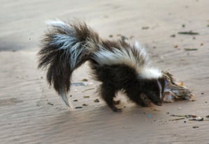 skunk