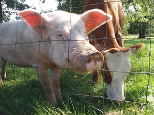 cow and pig behind woven wire mesh fence