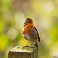 bird on post