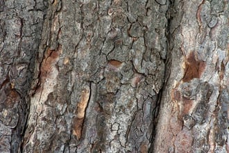 Tree bark scarred by rutting bucks