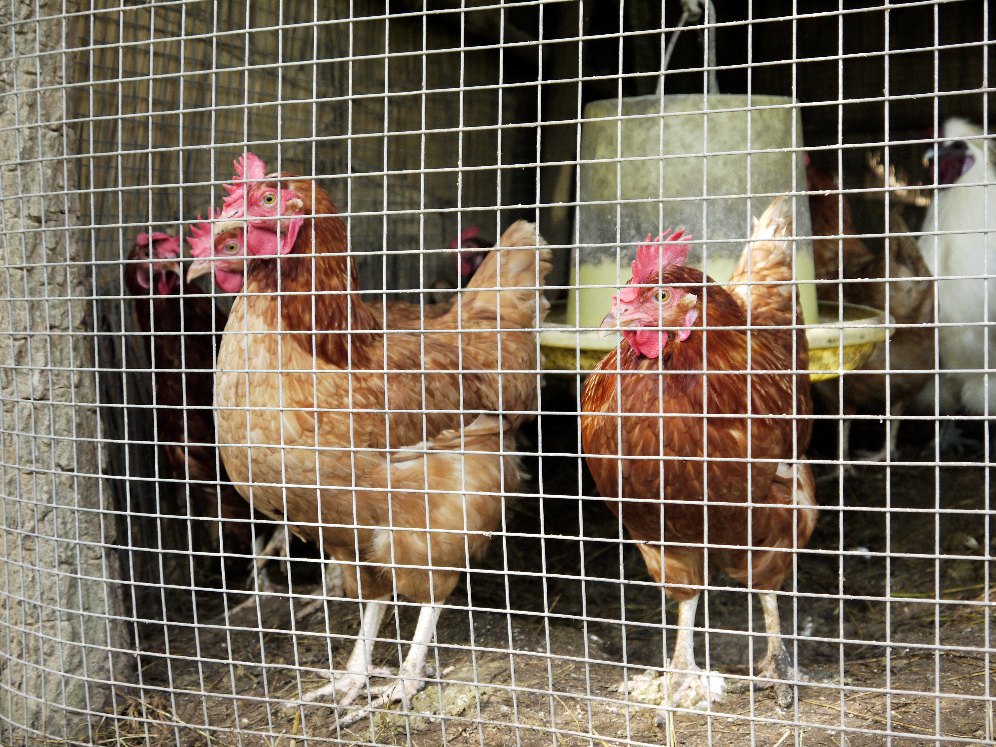 Fisher Cat: How to Protect Your Chickens from Them - The Happy Chicken Coop